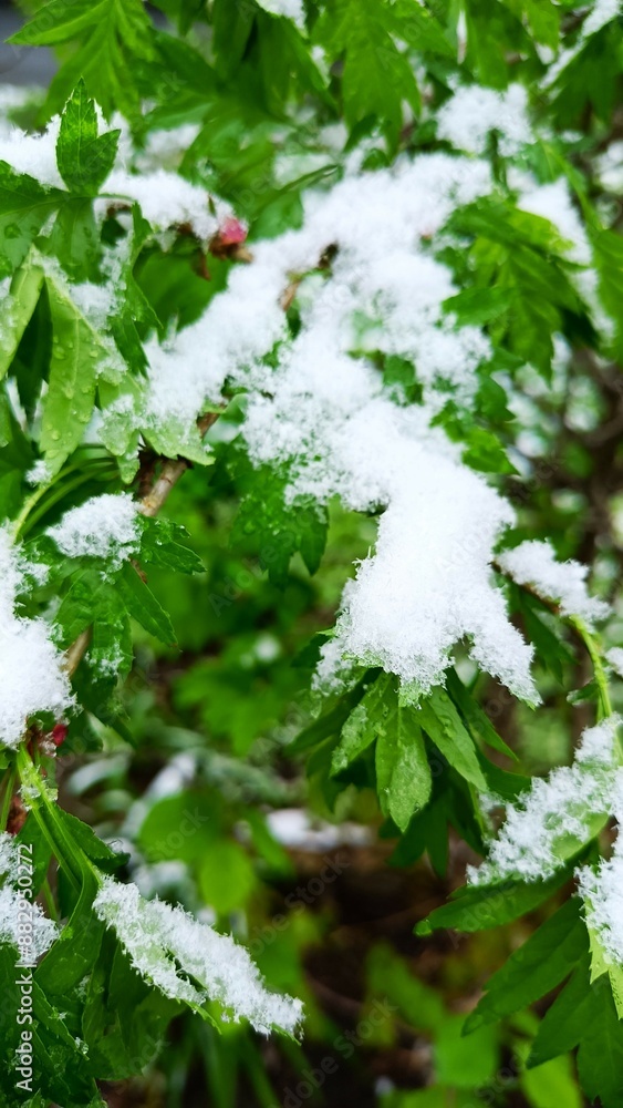 a green spring branch unexpectedly covered with icy snow a green spring branch unexpectedly covered with icy snow