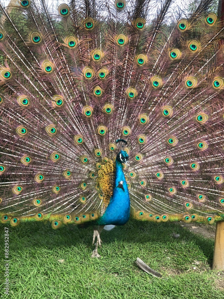 Obraz premium Male peacock presenting