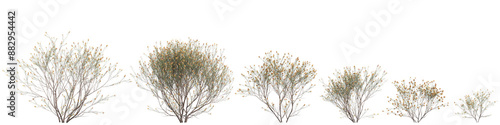 3d illustration of set Daviesia Leptophylla bush isolated on transparent background photo