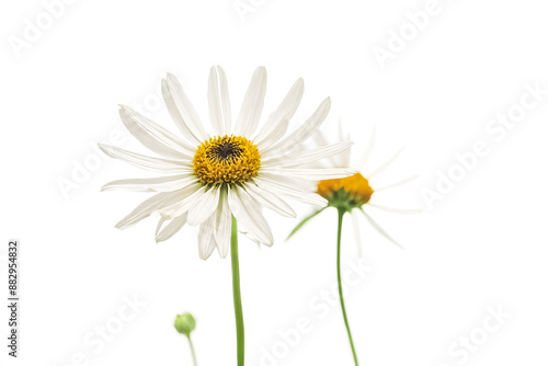 White Daisy on White Background