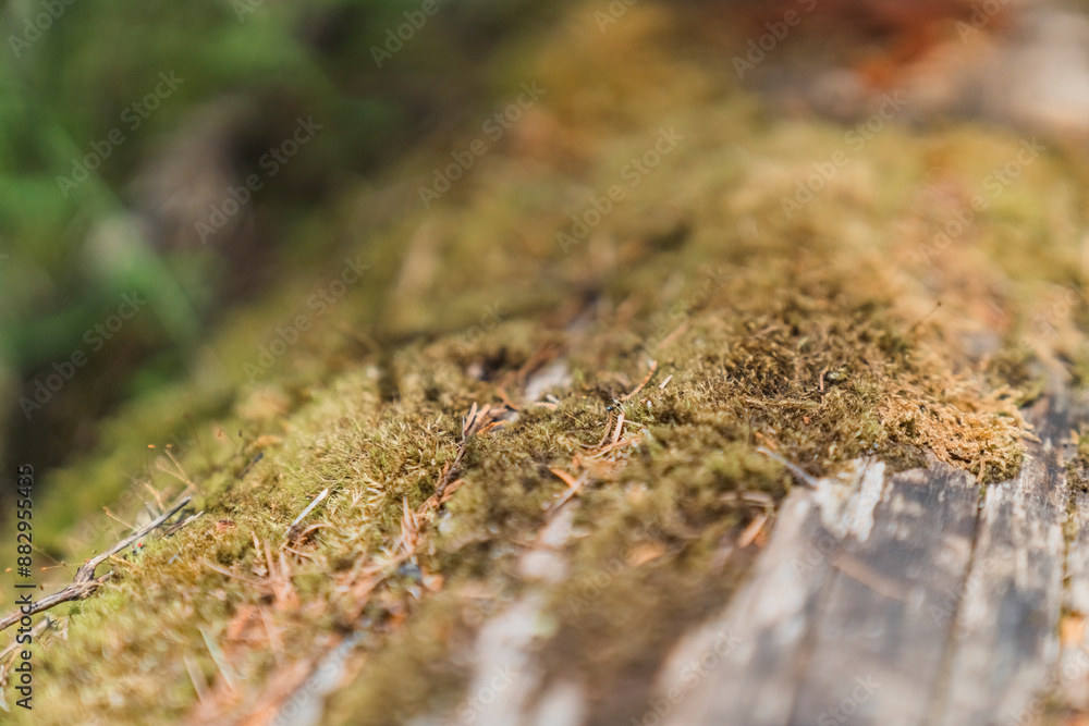 moss on the rock moss on the rock