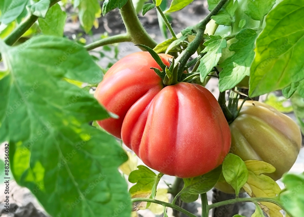 A ripe red tomato hangs on a tomato bush branch in the garden A ripe red tomato hangs on a tomato bush branch in the garden