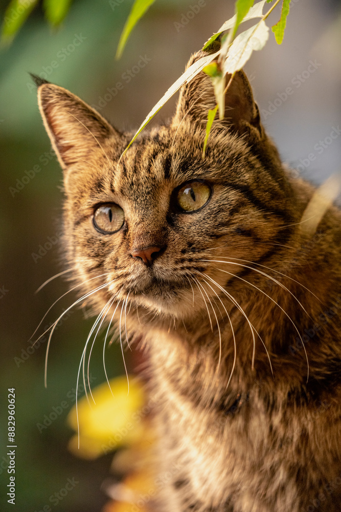 Portrait of a cat looking back under a tree Portrait of a cat looking back under a tree