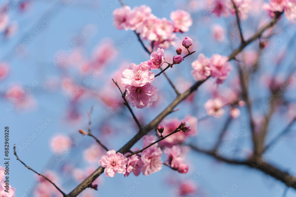 Pink plum blossoms on the branch Pink plum blossoms on the branch
