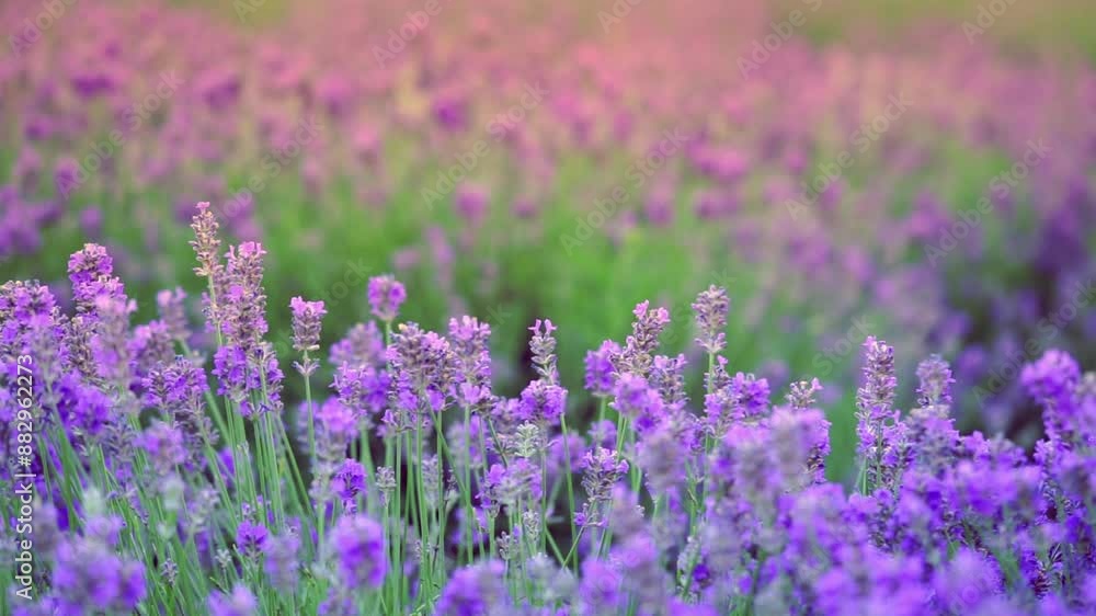 Blooming purple lavender flowers field. Natural background. Slow motion Blooming purple lavender flowers field. Natural background. Slow motion
