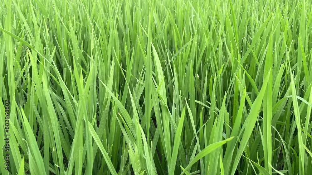 rice field leaves dancing in the wind rice field leaves dancing in the wind