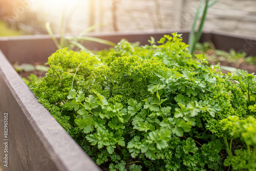 Parsley growing in raised bed garden on early spring.