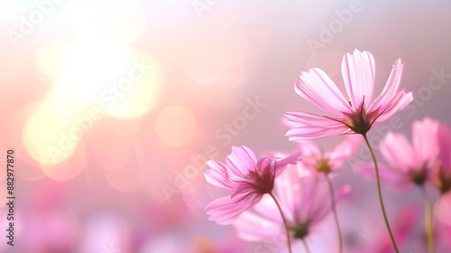 Beautiful pink cosmos flowers in a soft, dreamy light. Perfect for backgrounds, nature themes, and inspirational content.