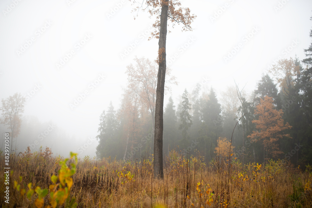 Fototapeta premium A tree in the middle of a misty autumn field 