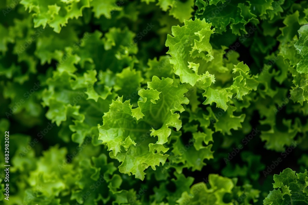 Fresh green lettuce leaves, creating a lush and vibrant background. Fresh green lettuce leaves, creating a lush and vibrant background.