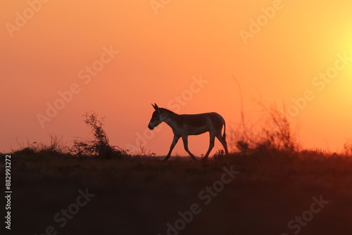 Indian wildass at the sunset photo