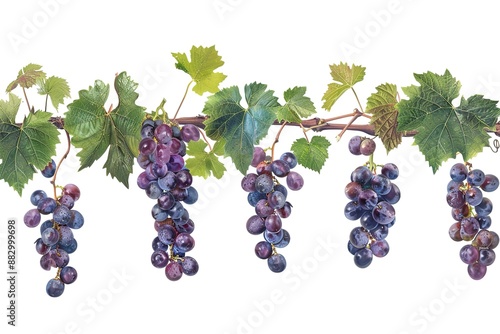 Black grape on cane vine with leafe. Isolated
 photo