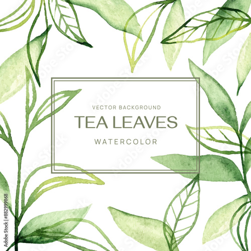 Green tea leaves watercolor illustration with text in frame on white background. Vector template for banner, invitation, and greeting card