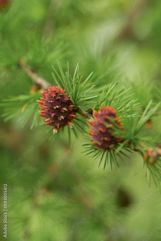 Lärchen Zapfen