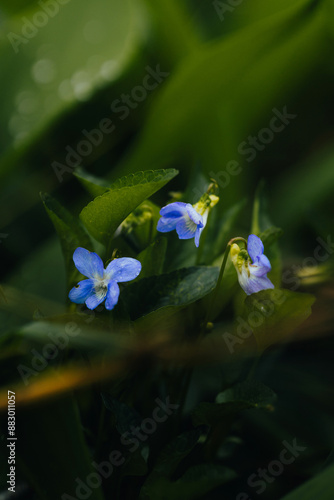 Lobelia erinus edging lobelia flower photo