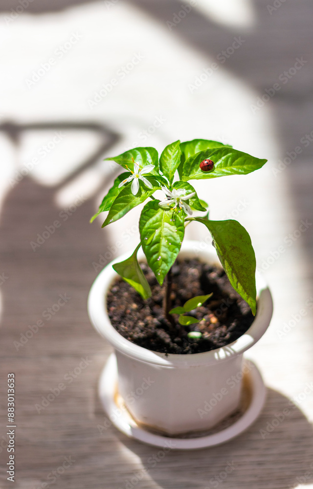 Lady bag rests on the leaves of the plant. Nature Lady bag rests on the leaves of the plant. Nature