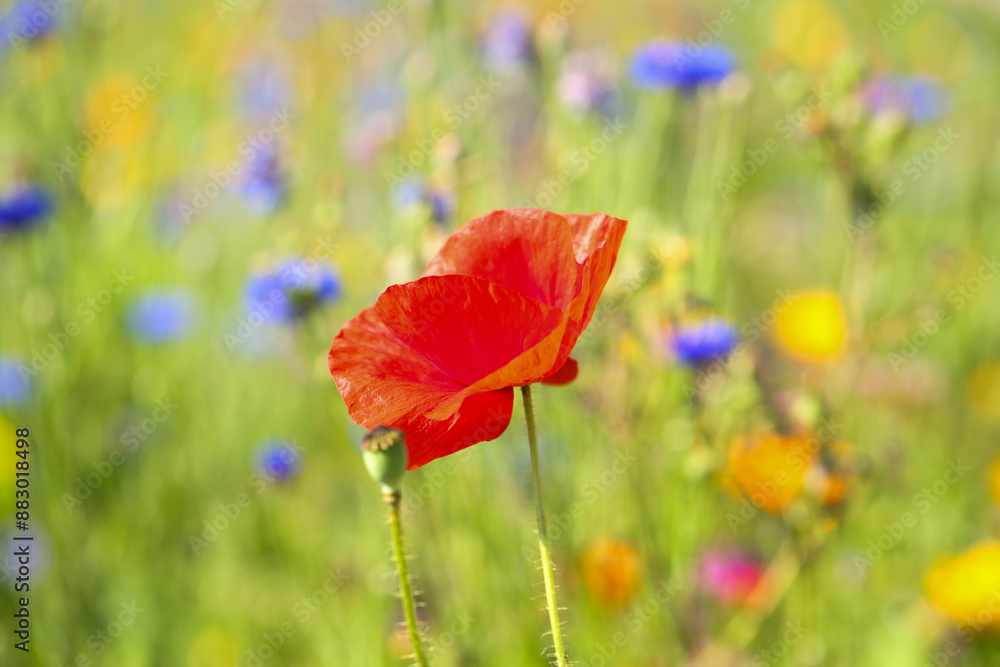 Fototapeta premium red poppies in the field, summer time, Papaver rhoeas, nature