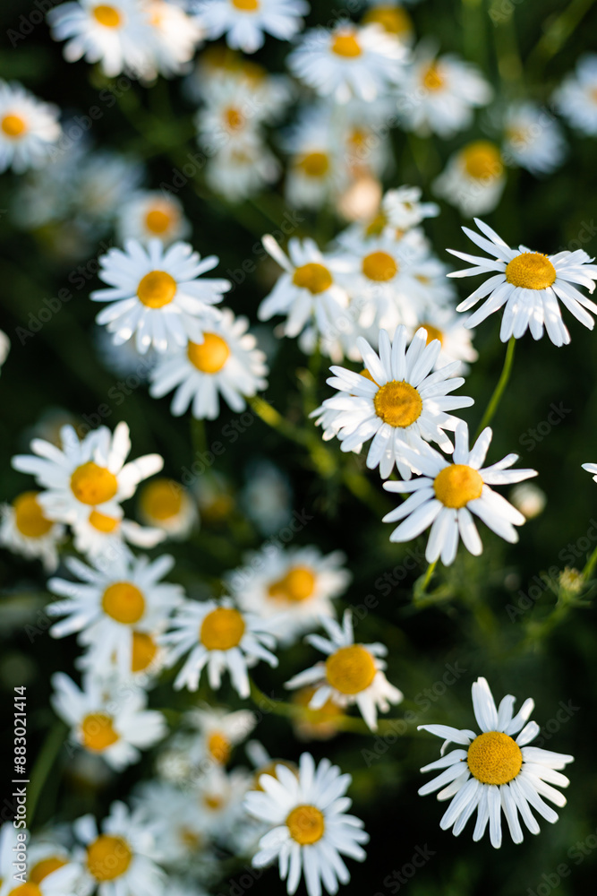 Daisies in the field against the blue sky. Blooming meadow in the village Daisies in the field against the blue sky. Blooming meadow in the village