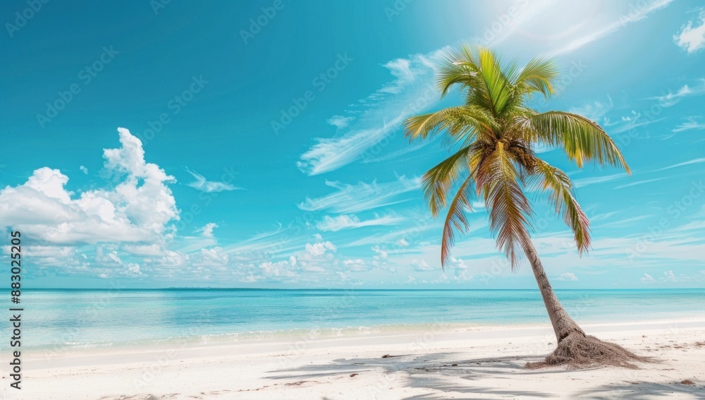 Palm Tree Silhouette on a Sunny Beach Palm Tree Silhouette on a Sunny Beach
