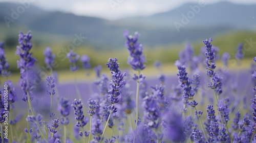 Fragrant blue lavender flowers blossoming on vast field in peaceful summer farmland. 