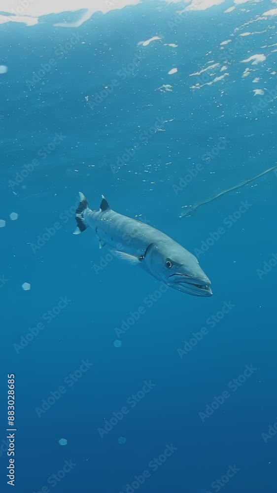 A fish is swimming in the ocean. The water is clear and blue. The fish is the main focus of the image A fish is swimming in the ocean. The water is clear and blue. The fish is the main focus of the image