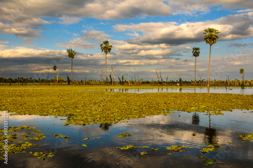 Sunst Palms landscape in La Estrella Marsh, Formosa province, Argentina. photo