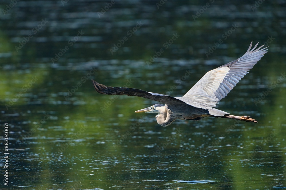 Great blue heron in flight over a reflective water surface on a sunny day in Dover, Tennessee Great blue heron in flight over a reflective water surface on a sunny day in Dover, Tennessee