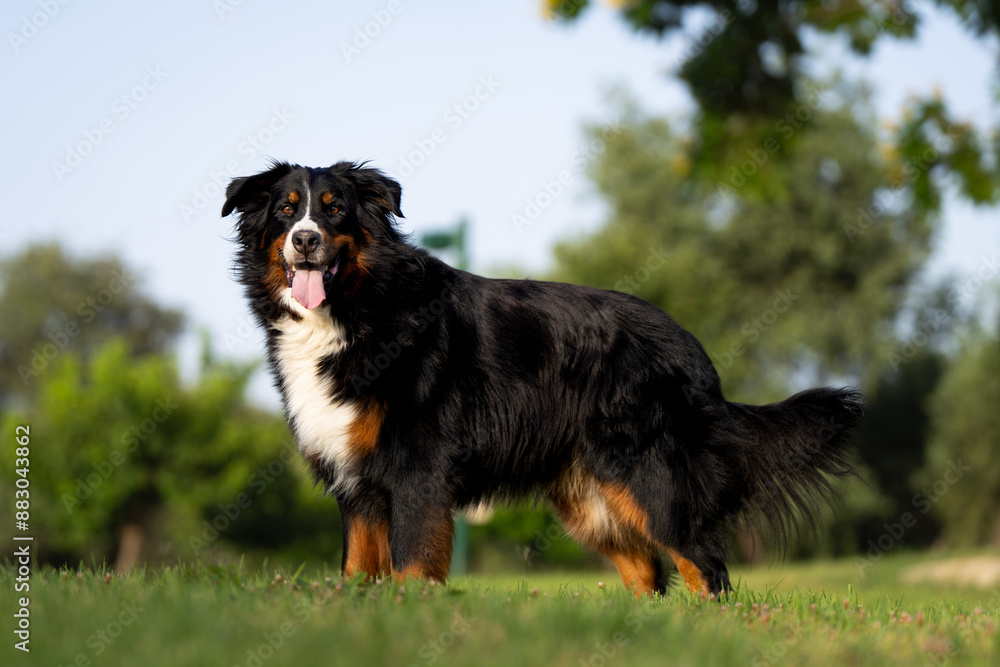 Bernese Mountain Dog portrait, golden hour, happy dog Bernese Mountain Dog portrait, golden hour, happy dog