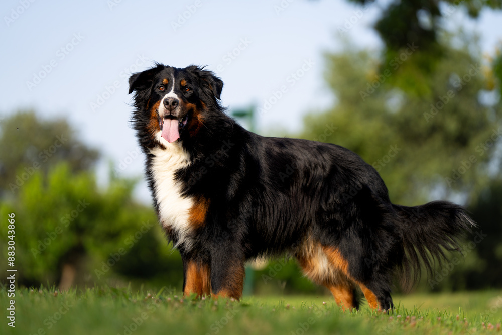 Bernese Mountain Dog portrait, golden hour, happy dog Bernese Mountain Dog portrait, golden hour, happy dog