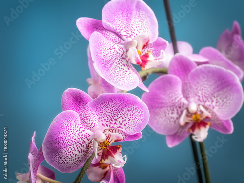 Orchid flowers in blossom
