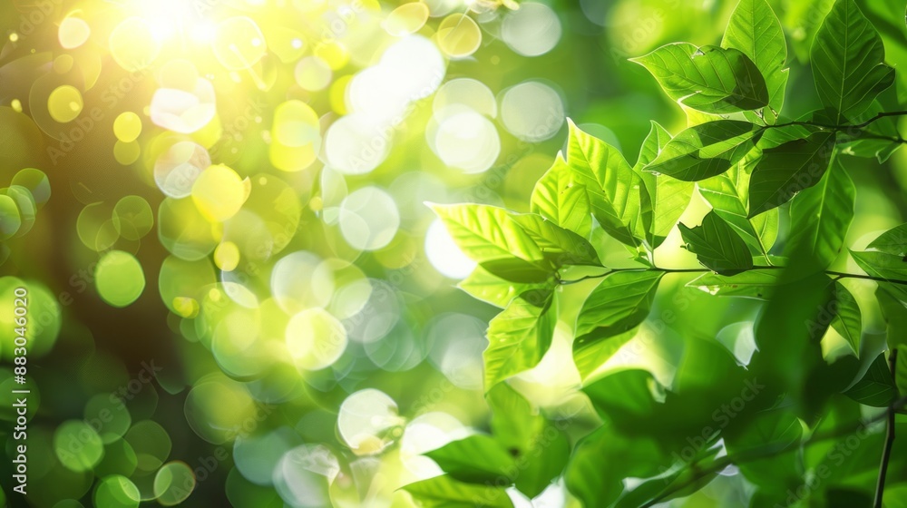 Bright green leaves with sunlight shining through them create a bokeh effect. Space for an inscription. Bright green leaves with sunlight shining through them create a bokeh effect. Space for an inscription.
