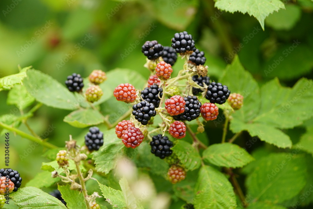 Ripe and unripe blackberries (Rubus sectio Rubus) Rosaceae family, on thorny bushes. Hanover, Germany. Ripe and unripe blackberries (Rubus sectio Rubus) Rosaceae family, on thorny bushes. Hanover, Germany.