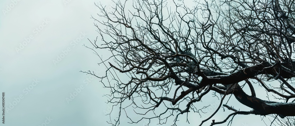 Fototapeta premium Bare Tree Branches Against Cloudy Sky in Winter