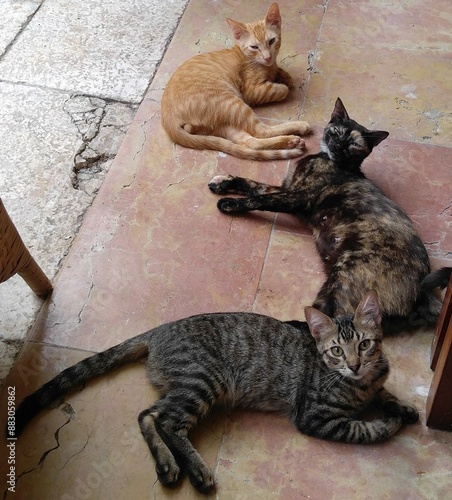 three cats lounging