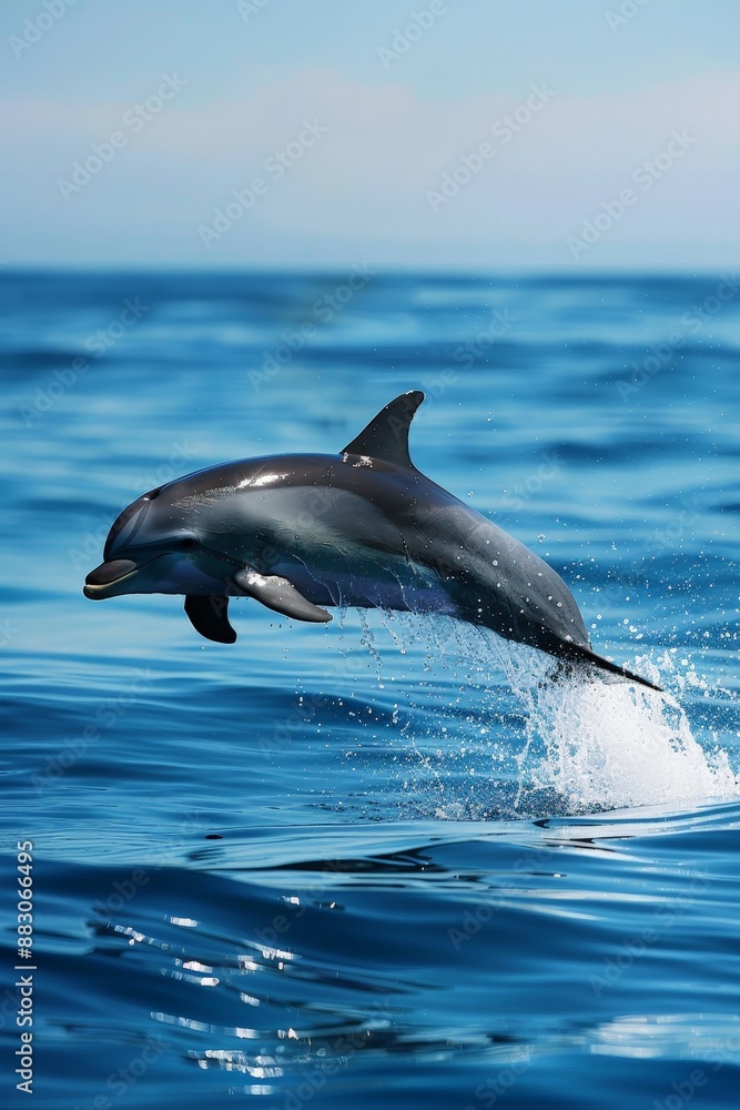 Fototapeta premium dolphins and whales demonstrate complex behaviors and problem-solving abilities