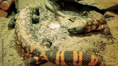 Gila monster, its scientific name is Heloderma suspectum suspectum photo