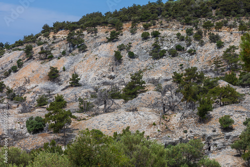 Seaside landscape with burnt trees after fire. Alyki area Thassos island Greece. Trees are already turning green in places.