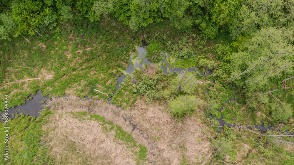 Obraz premium Forest river with dead tree logs lying over