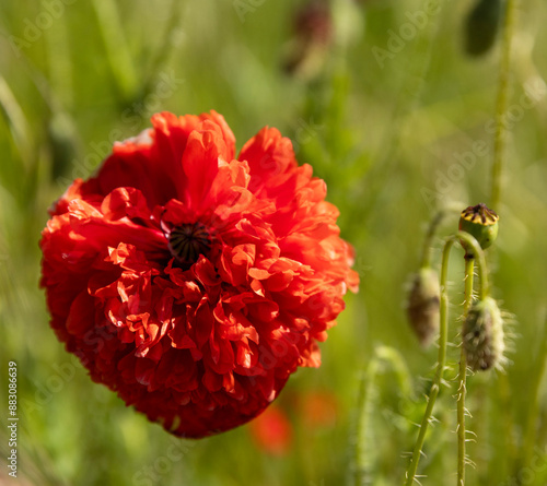 a single poppy in full bloom, with its delicate petals widely spread is a vibrant red color with dark brown stamens and the single pistil, which is the poppy's female reproductive organ. photo