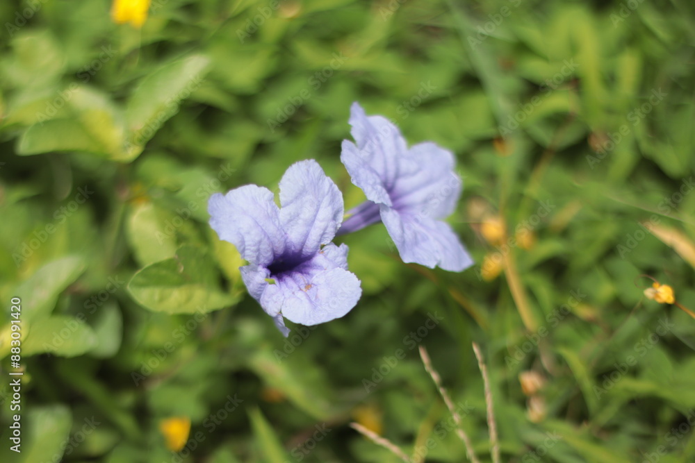 blue flower in the garden blue flower in the garden