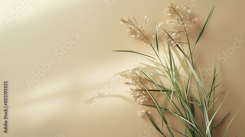 Elegance of tall reeds set against a smooth beige background photo