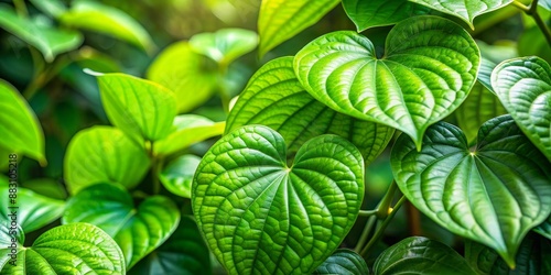 Kava plant closeup, Polynesia, rainforest, nature, garden, food photo