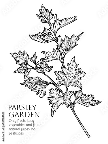 Vector illustration of parsley branch in engraving style