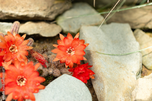 Peanut cactus or Echinopsis Chamaecereus plant in Saint Gallen in Switzerland photo