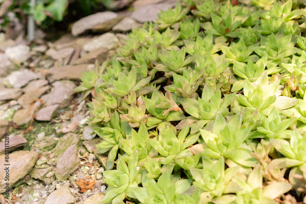 Haworthia Cymbiformis plant in Saint Gallen in Switzerland Haworthia Cymbiformis plant in Saint Gallen in Switzerland