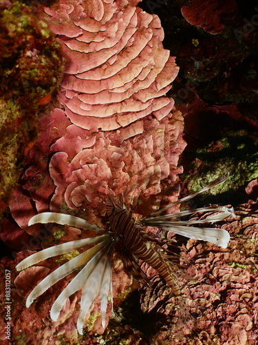 red peyssonnelia underwater with a lionfish mediterranean scenery