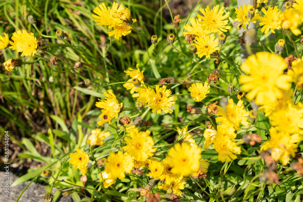 Hawkweed or Hieracium Staticifolium plant in Saint Gallen in Switzerland Hawkweed or Hieracium Staticifolium plant in Saint Gallen in Switzerland