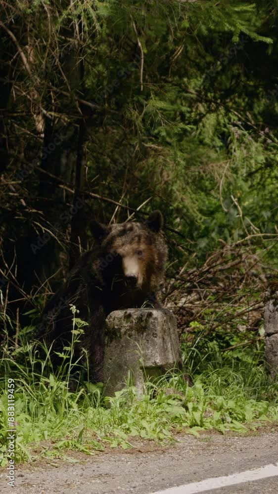 Vertical Screen: Big brown bear along the road during a hot summer day. The largest land mammal predators free in the woods. The concept of animal freedom. Wildlife. Vertical Screen: Big brown bear along the road during a hot summer day. The largest land mammal predators free in the woods. The concept of animal freedom. Wildlife.