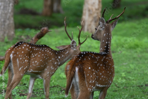 deer with antlers