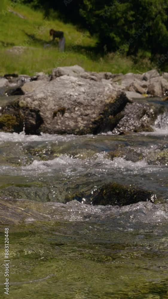 Vertical Screen: Wild mountain river splashes down with clear waters. Rapid clean flow in national park. Vertical Screen: Wild mountain river splashes down with clear waters. Rapid clean flow in national park.